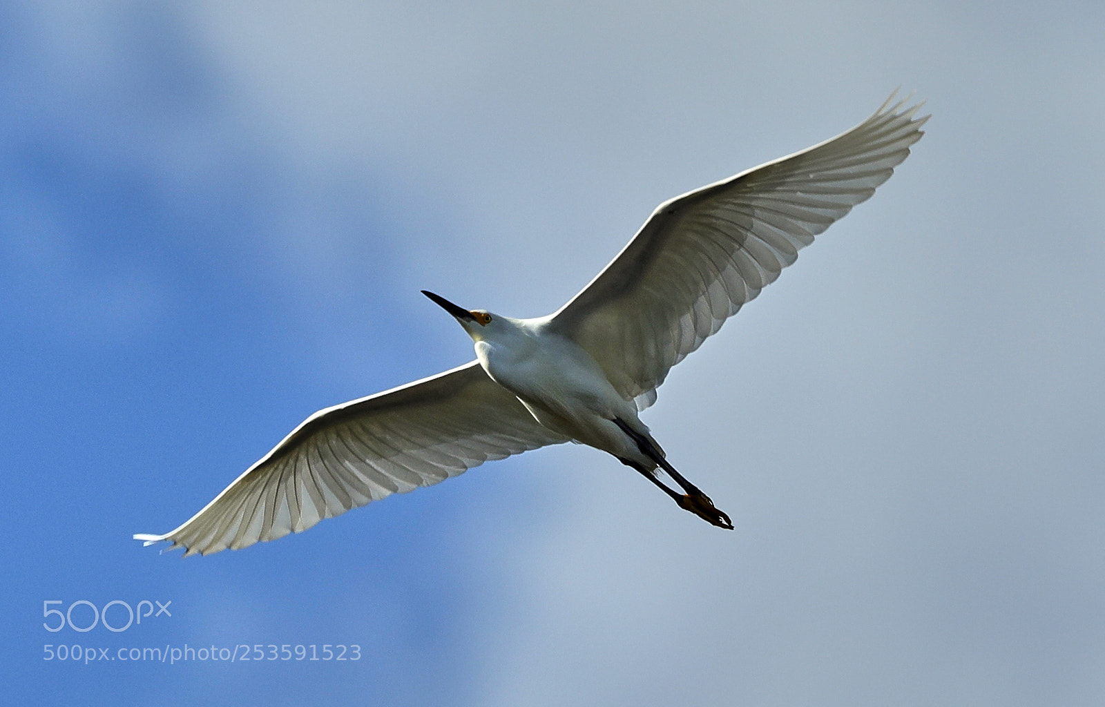 Canon EOS-1D X Mark II sample photo. 04-14-18-0012522.jpg photography