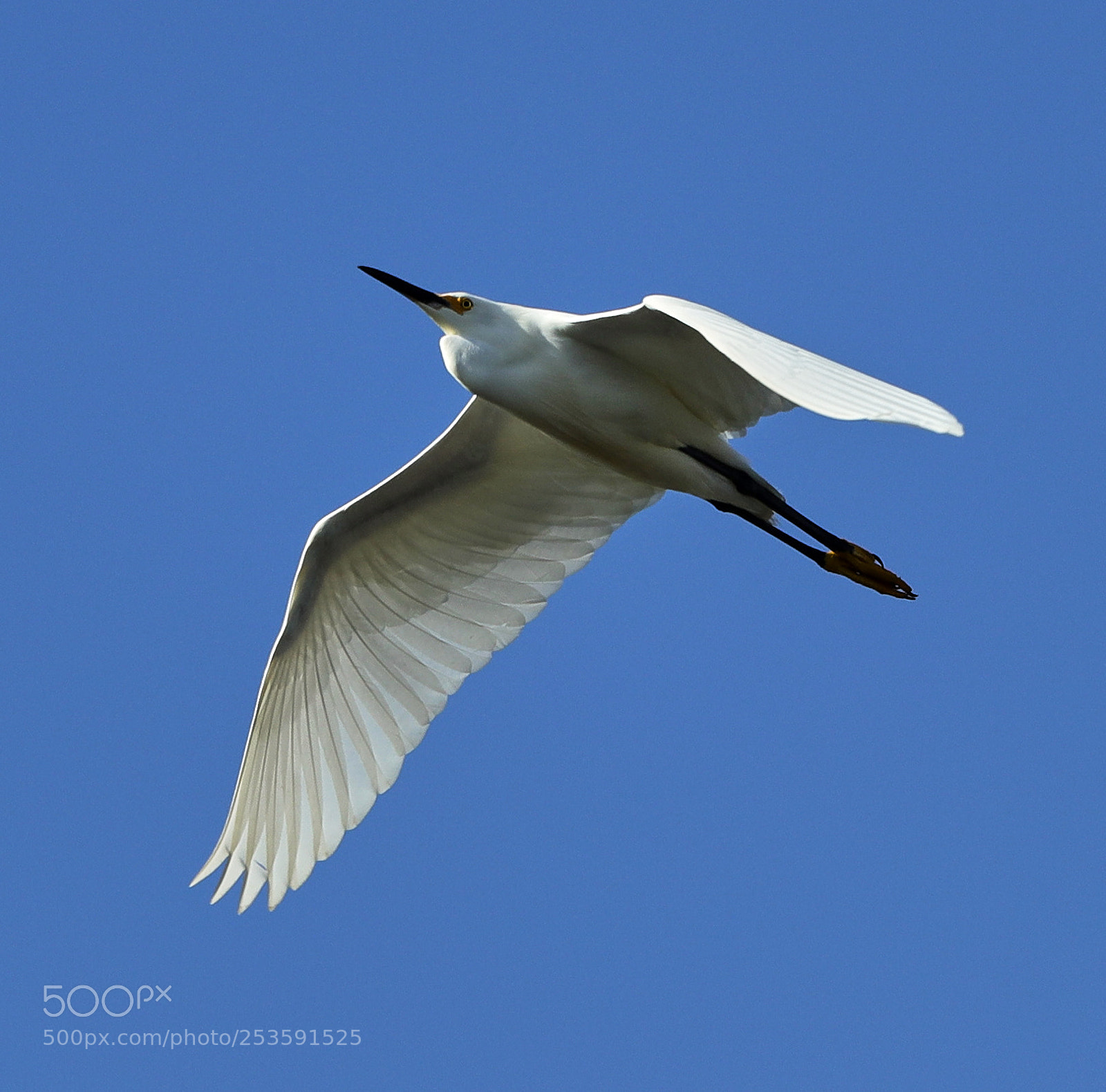 Canon EOS-1D X Mark II sample photo. 04-14-18-0012521.jpg photography