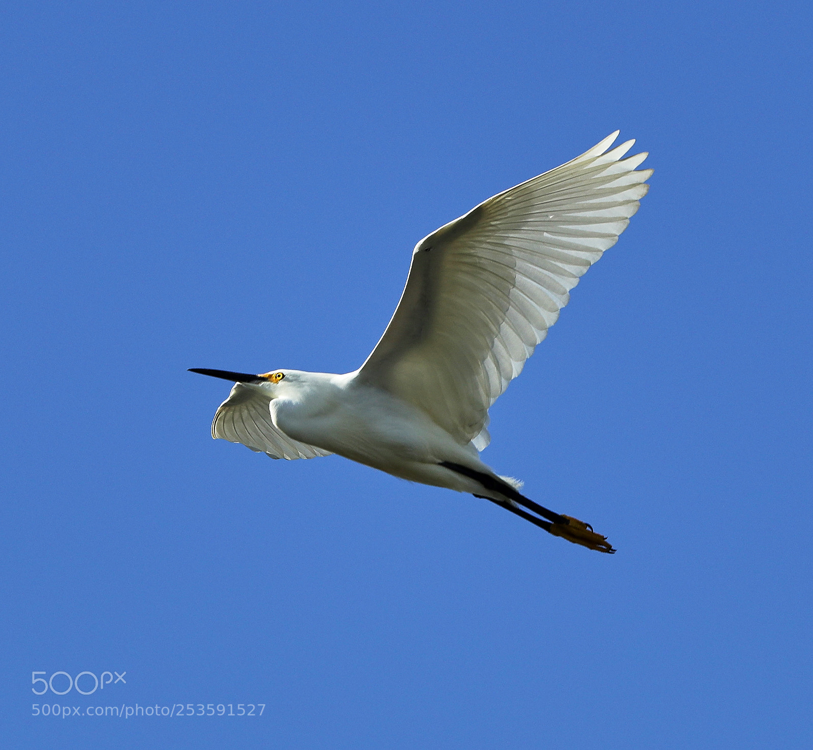 Canon EOS-1D X Mark II sample photo. 04-14-18-0012520.jpg photography