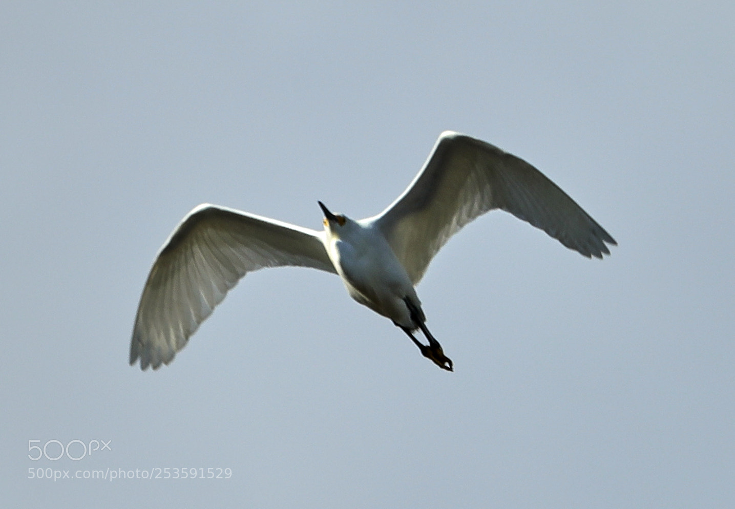 Canon EOS-1D X Mark II sample photo. 04-14-18-0012523.jpg photography