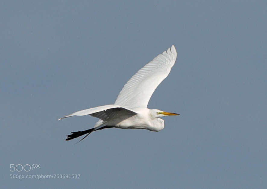Canon EOS-1D X Mark II sample photo. 04-14-18-0012518.jpg photography