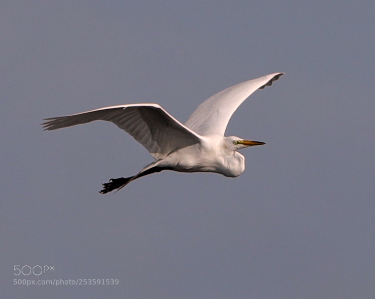 Canon EOS-1D X Mark II sample photo. 04-14-18-0012517.jpg photography