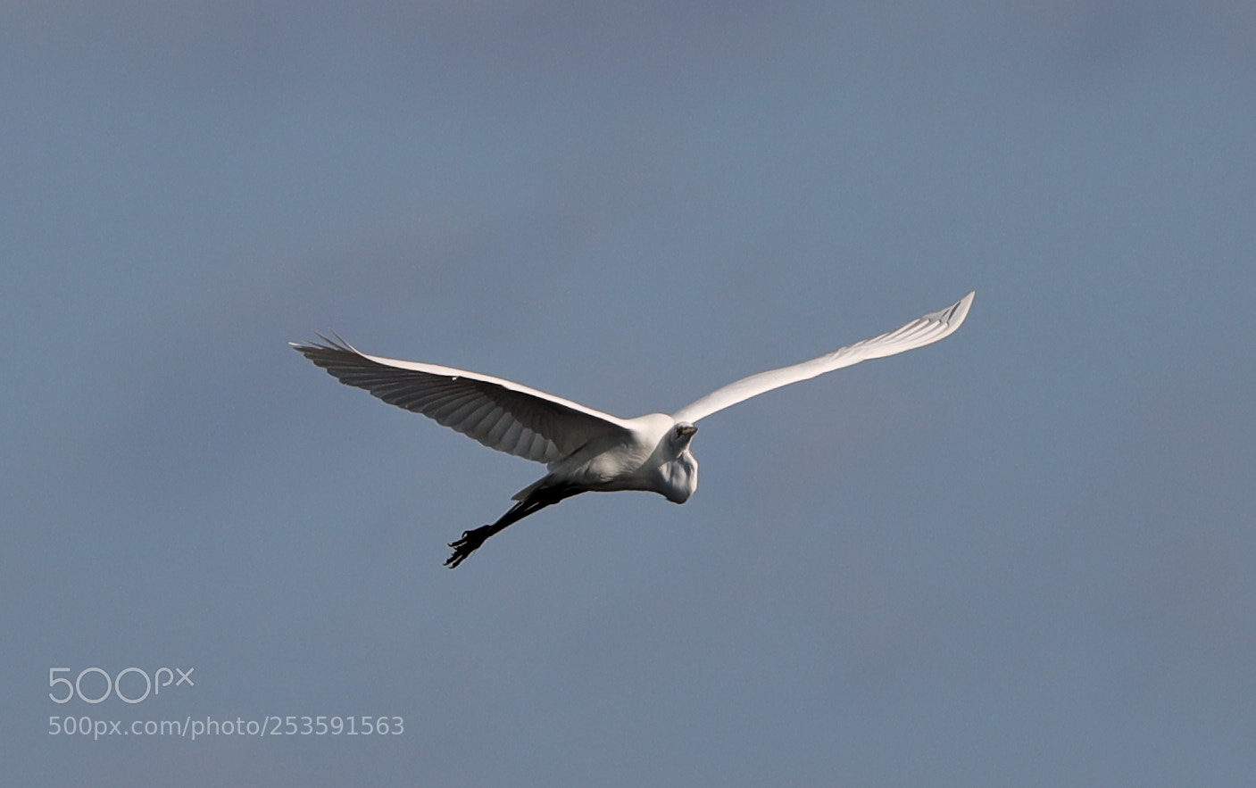 Canon EOS-1D X Mark II sample photo. 04-14-18-0012515.jpg photography