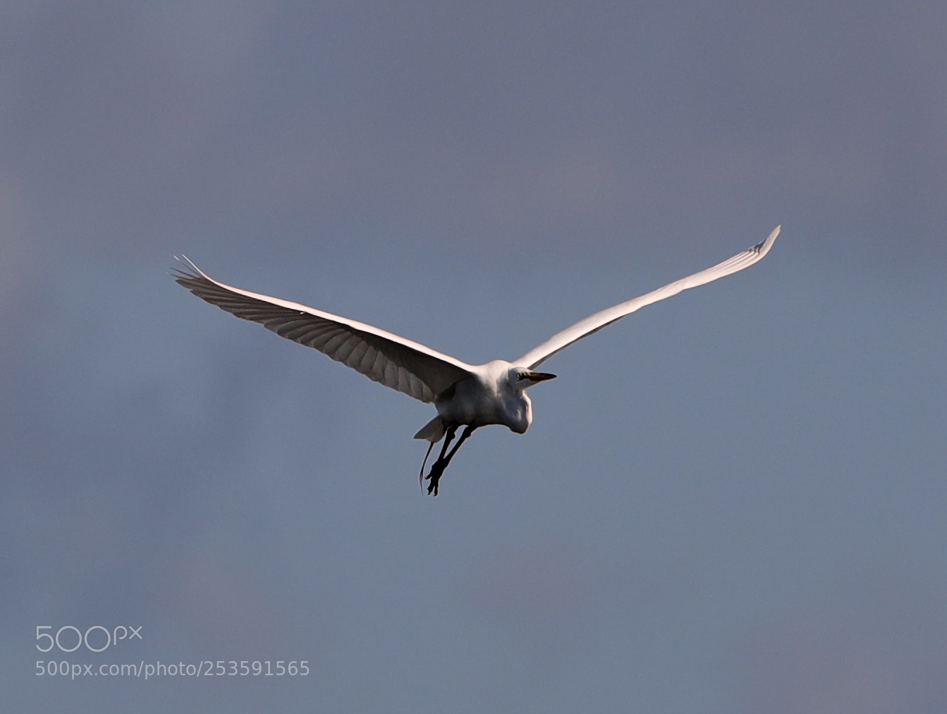Canon EOS-1D X Mark II sample photo. 04-14-18-0012514.jpg photography