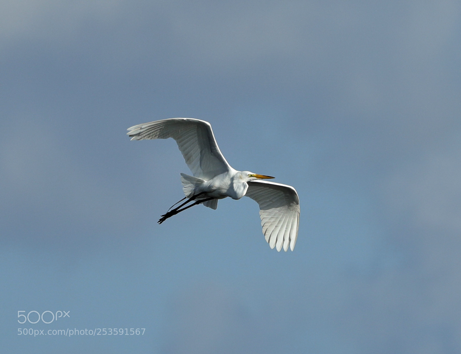 Canon EOS-1D X Mark II sample photo. 04-14-18-0012513.jpg photography