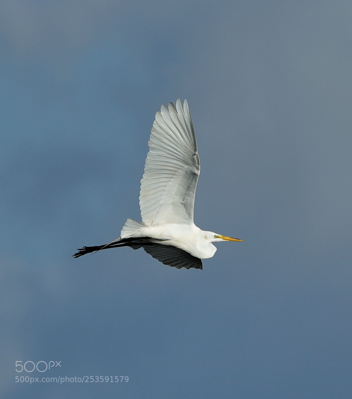 Canon EOS-1D X Mark II sample photo. 04-14-18-0012512.jpg photography