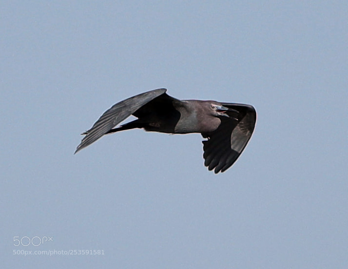 Canon EOS-1D X Mark II sample photo. 04-14-18-0012511.jpg photography