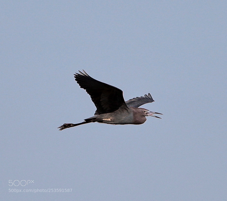 Canon EOS-1D X Mark II sample photo. 04-14-18-0012510.jpg photography