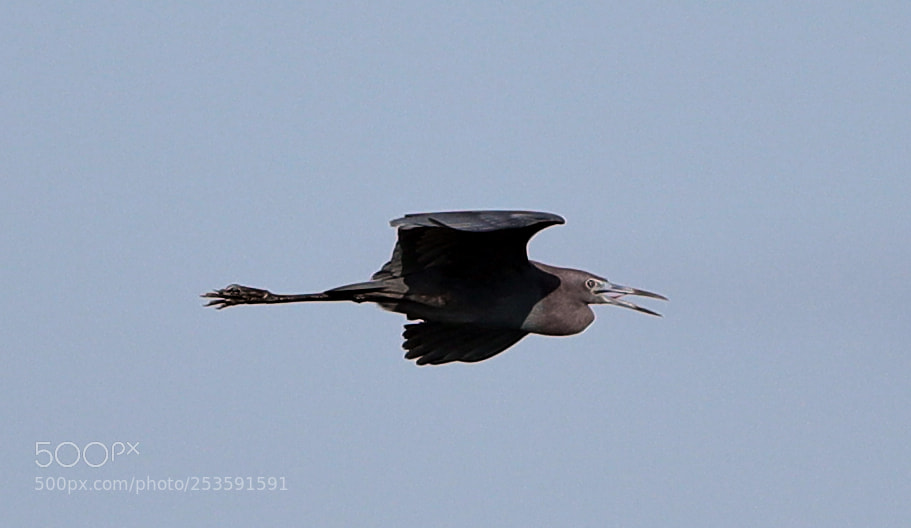 Canon EOS-1D X Mark II sample photo. 04-14-18-0012509.jpg photography