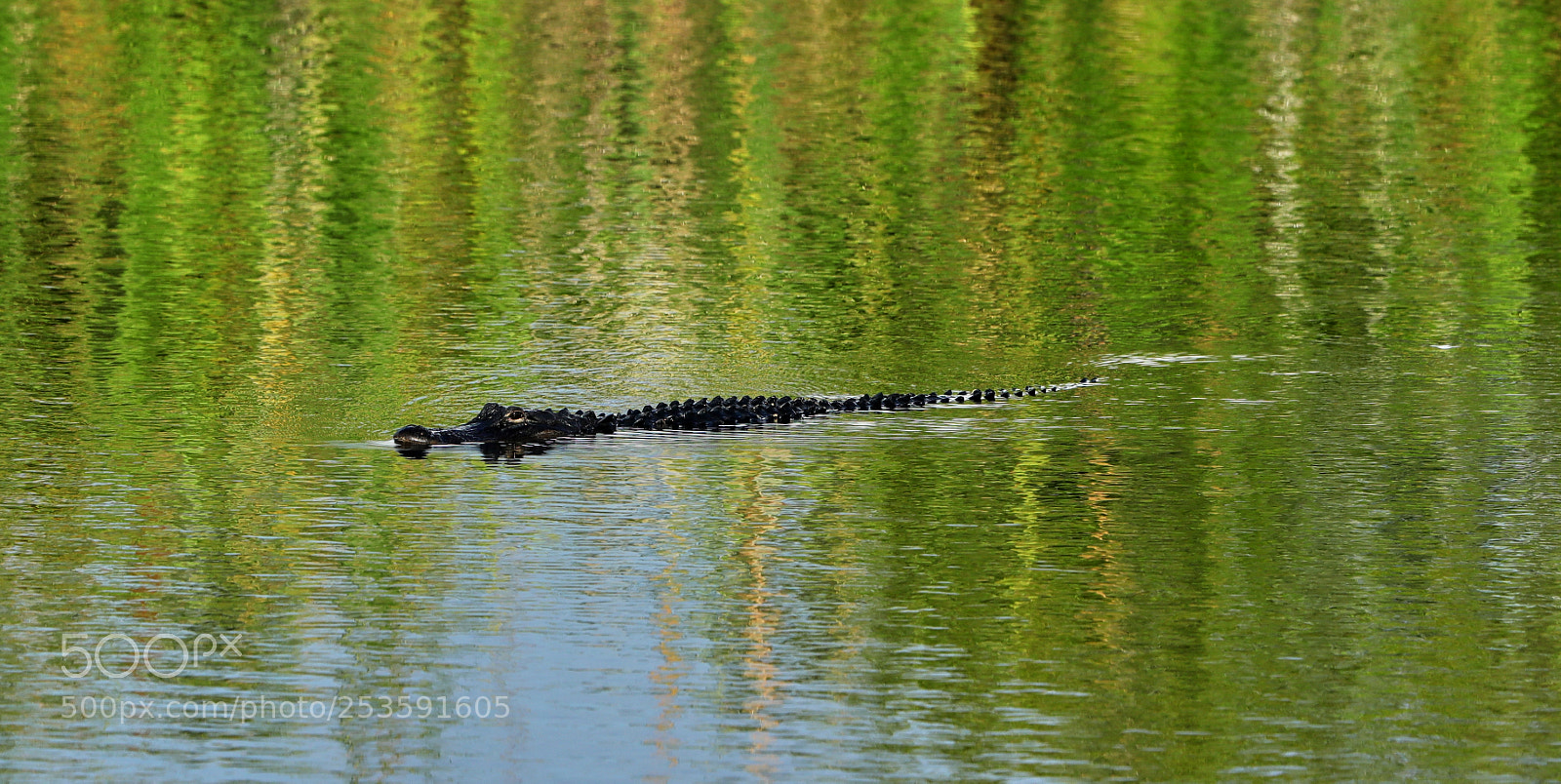 Canon EOS-1D X Mark II sample photo. 04-14-18-0012507.jpg photography