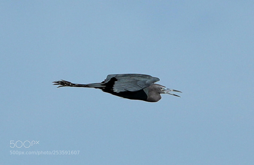 Canon EOS-1D X Mark II sample photo. 04-14-18-0012508.jpg photography