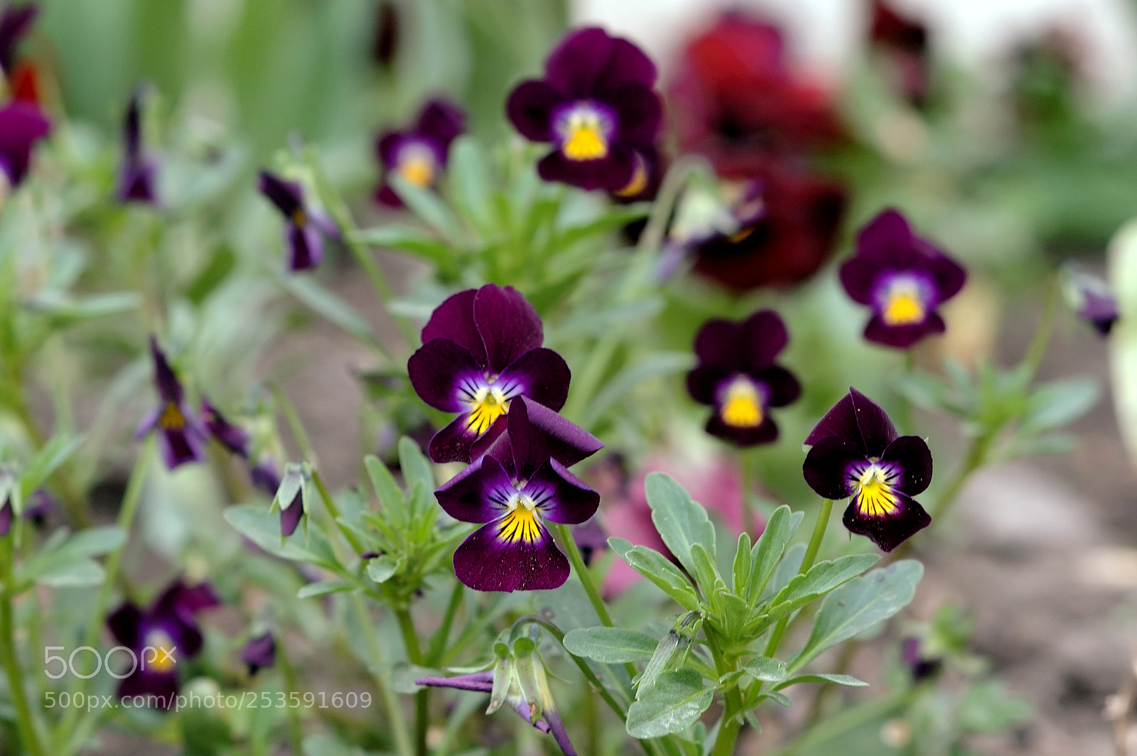Nikon D70s sample photo. Flowers pansies photography