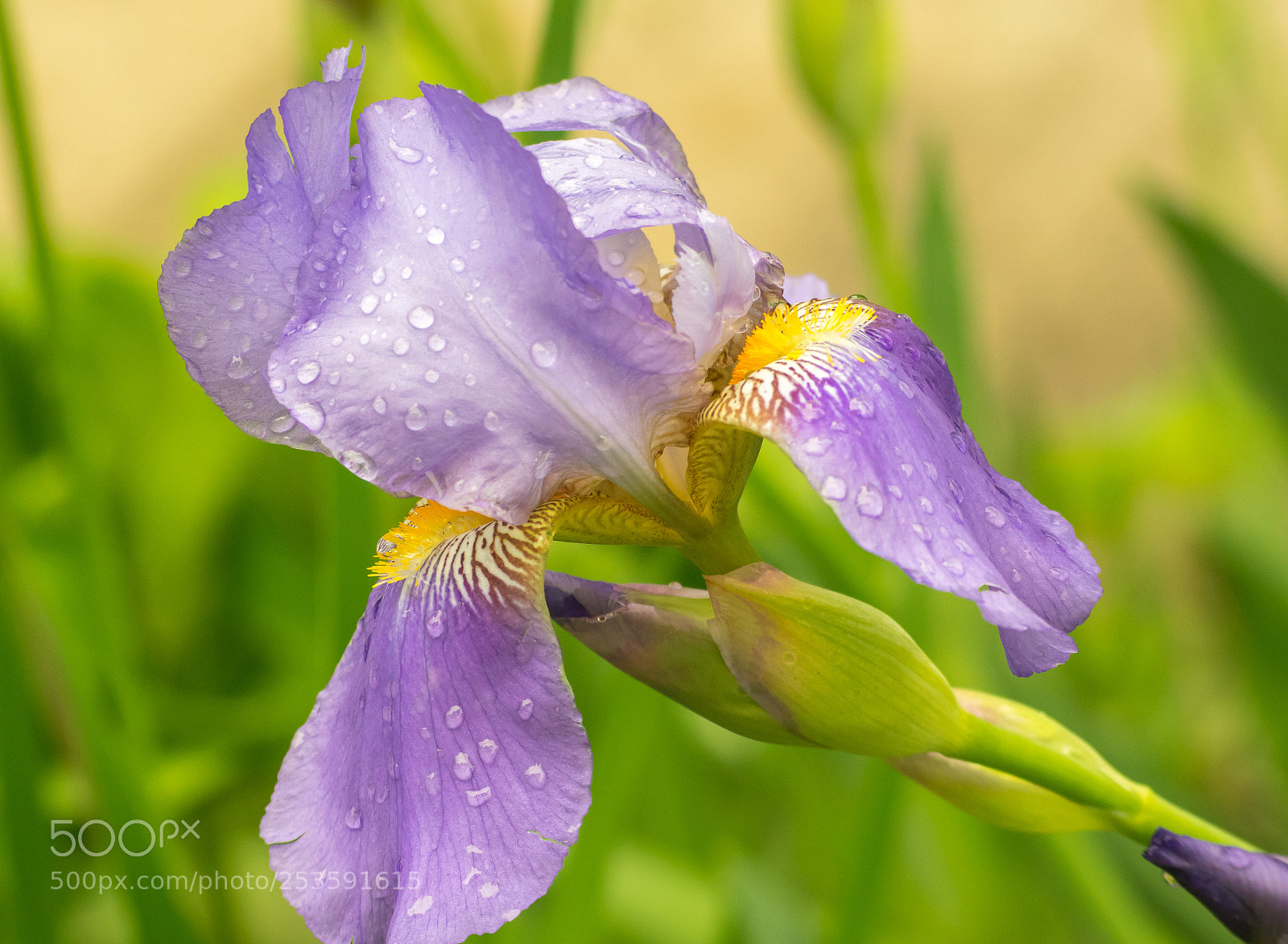 Pentax K-3 II sample photo. Fresh iris photography