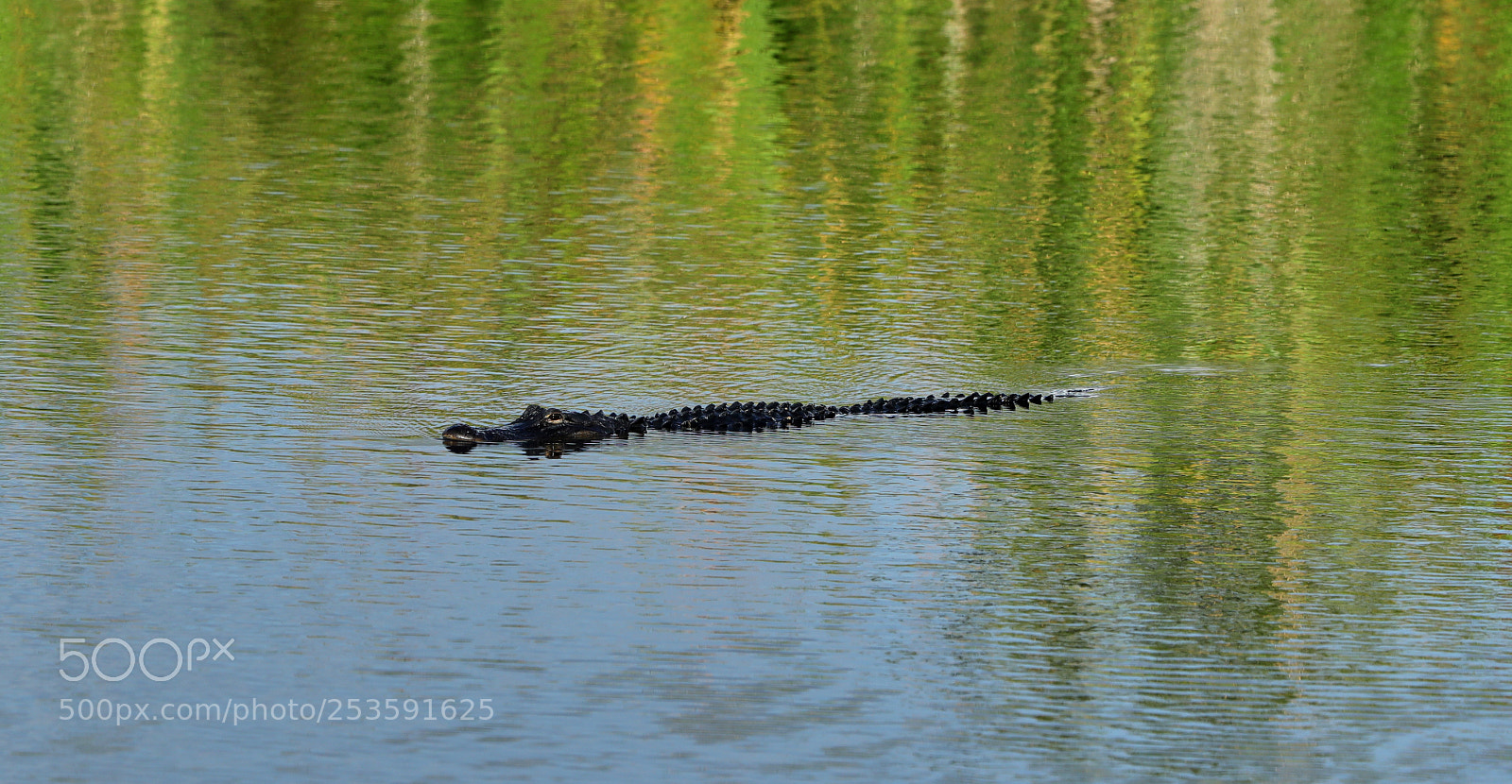 Canon EOS-1D X Mark II sample photo. 04-14-18-0012505.jpg photography