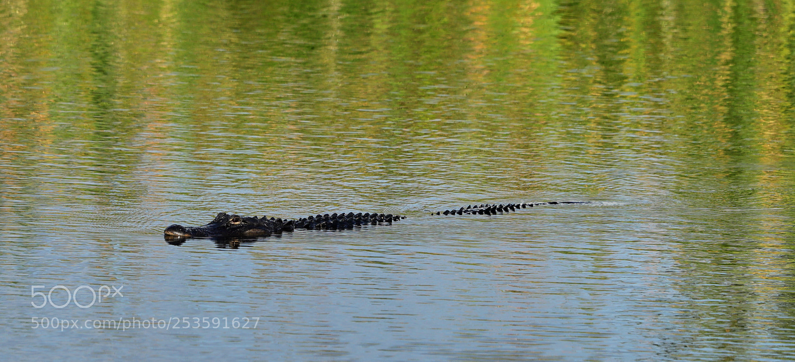 Canon EOS-1D X Mark II sample photo. 04-14-18-0012504.jpg photography
