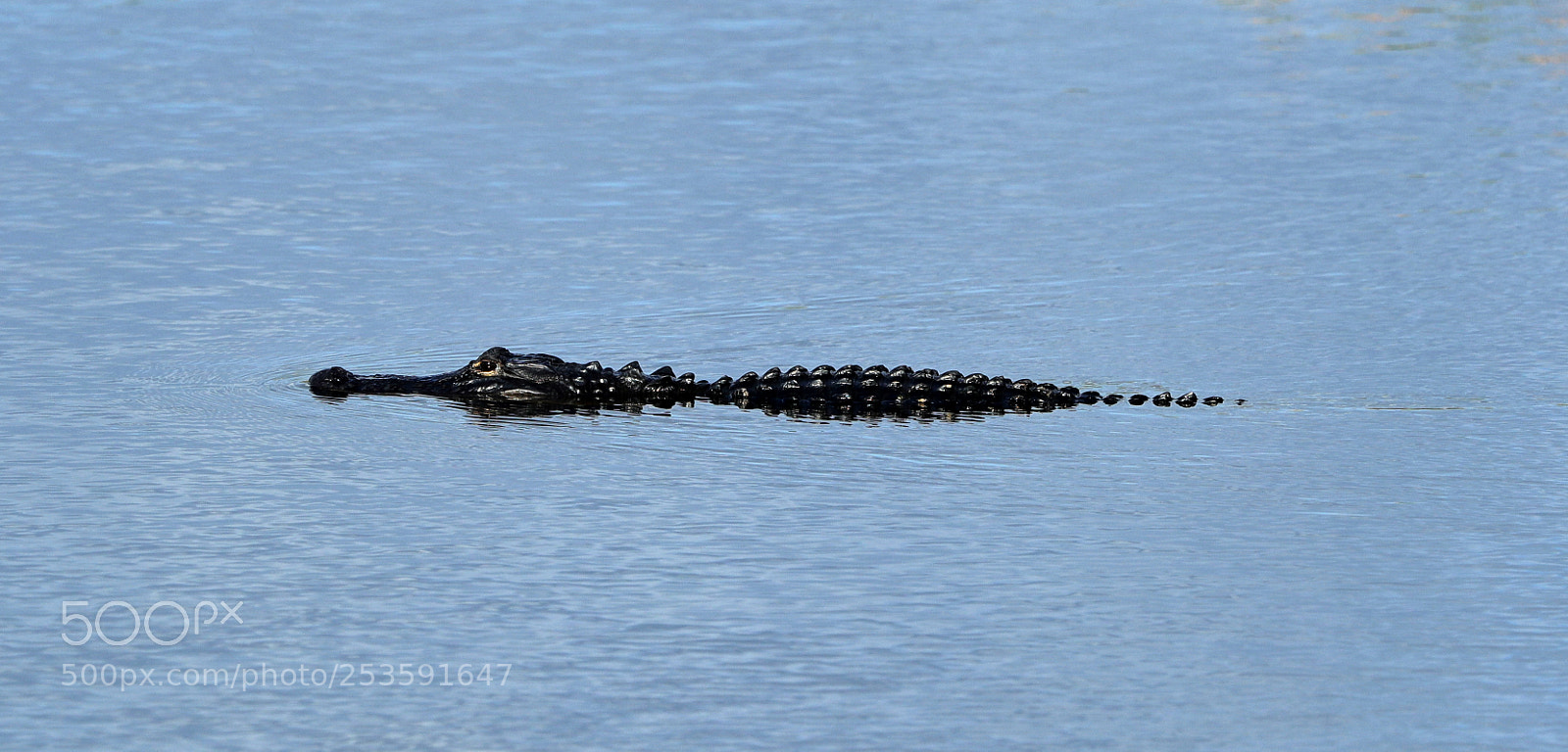 Canon EOS-1D X Mark II sample photo. 04-14-18-0012502.jpg photography