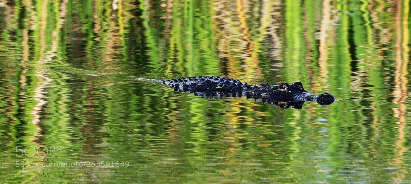 Canon EOS-1D X Mark II sample photo. 04-14-18-0012501.jpg photography