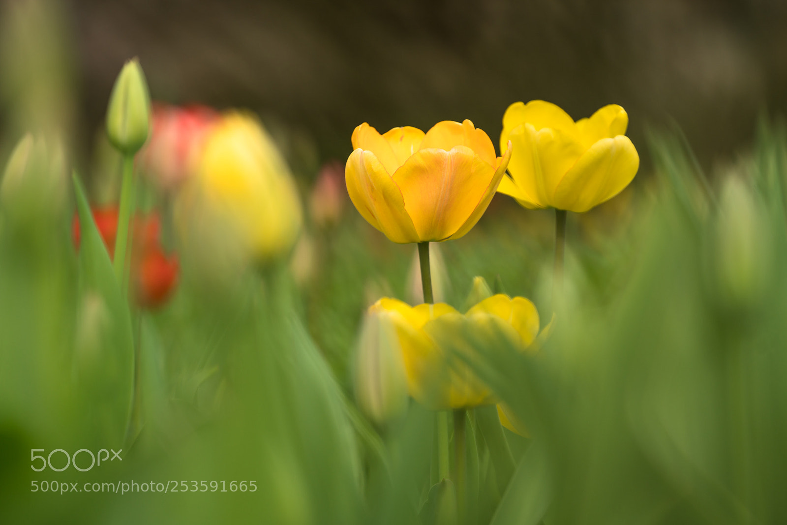Sony a7R II sample photo. Some tulips photography
