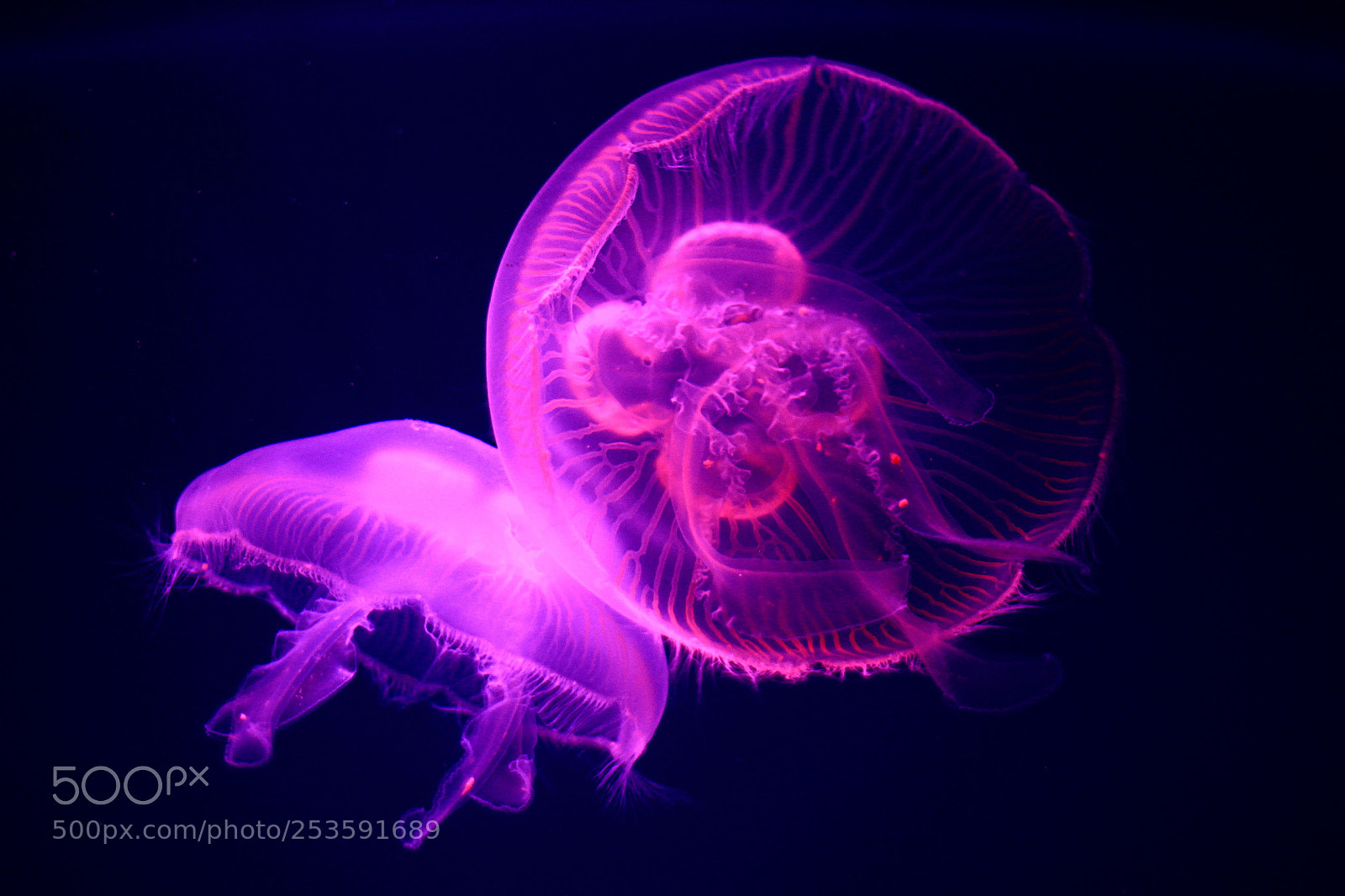Canon EOS 60D sample photo. Glowing jelly fish photography