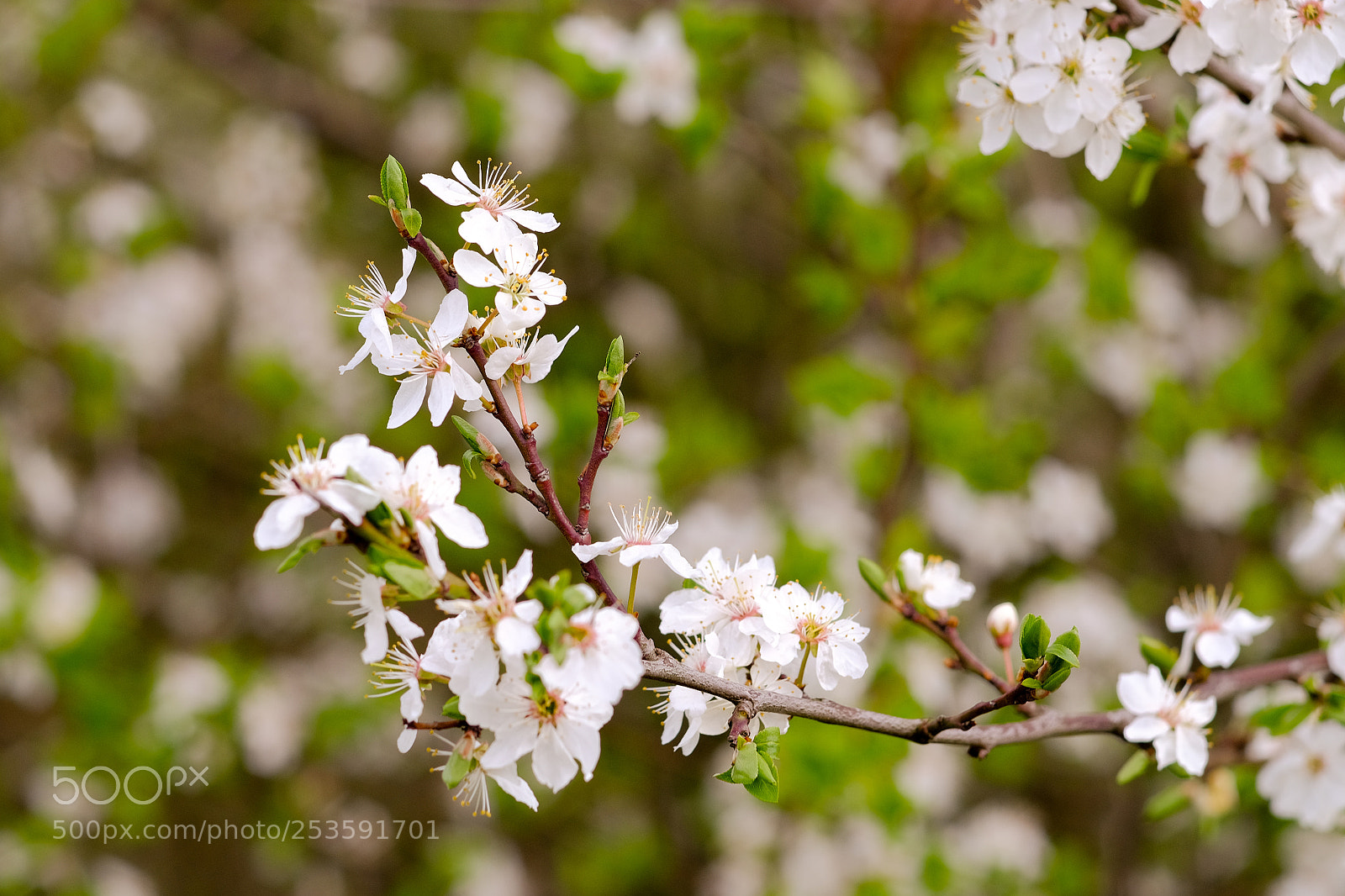 Fujifilm X-T10 sample photo. Blooming photography