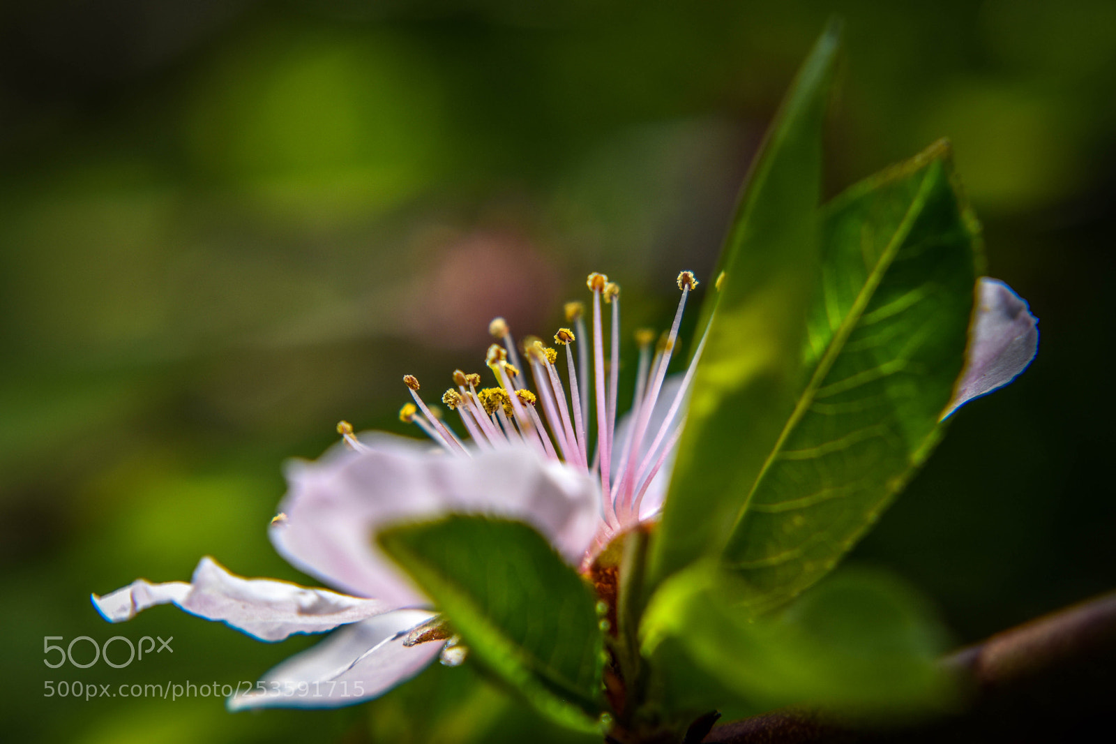 Nikon D5500 sample photo. F1 photography