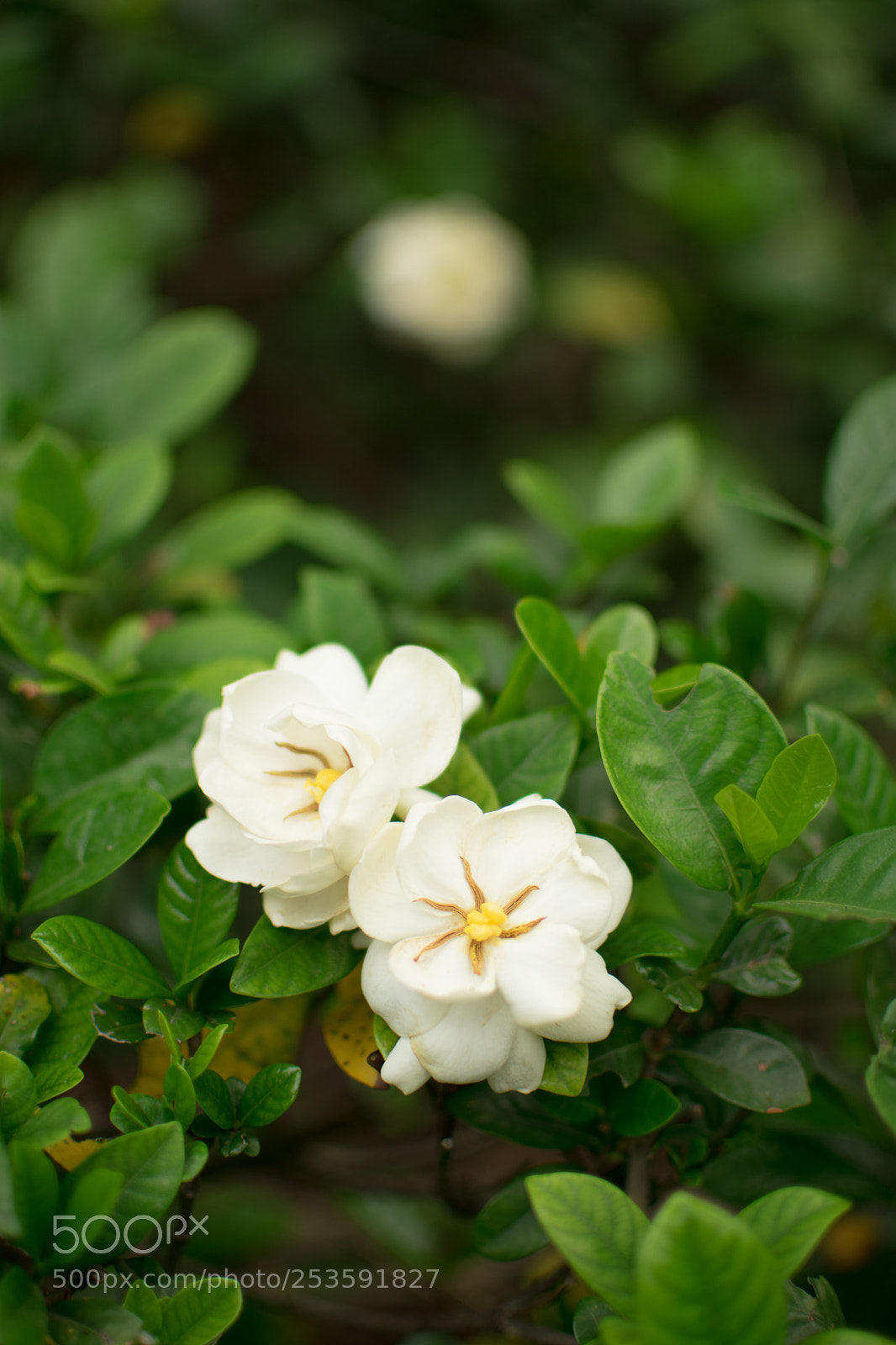 Nikon D3400 sample photo. #花# photography