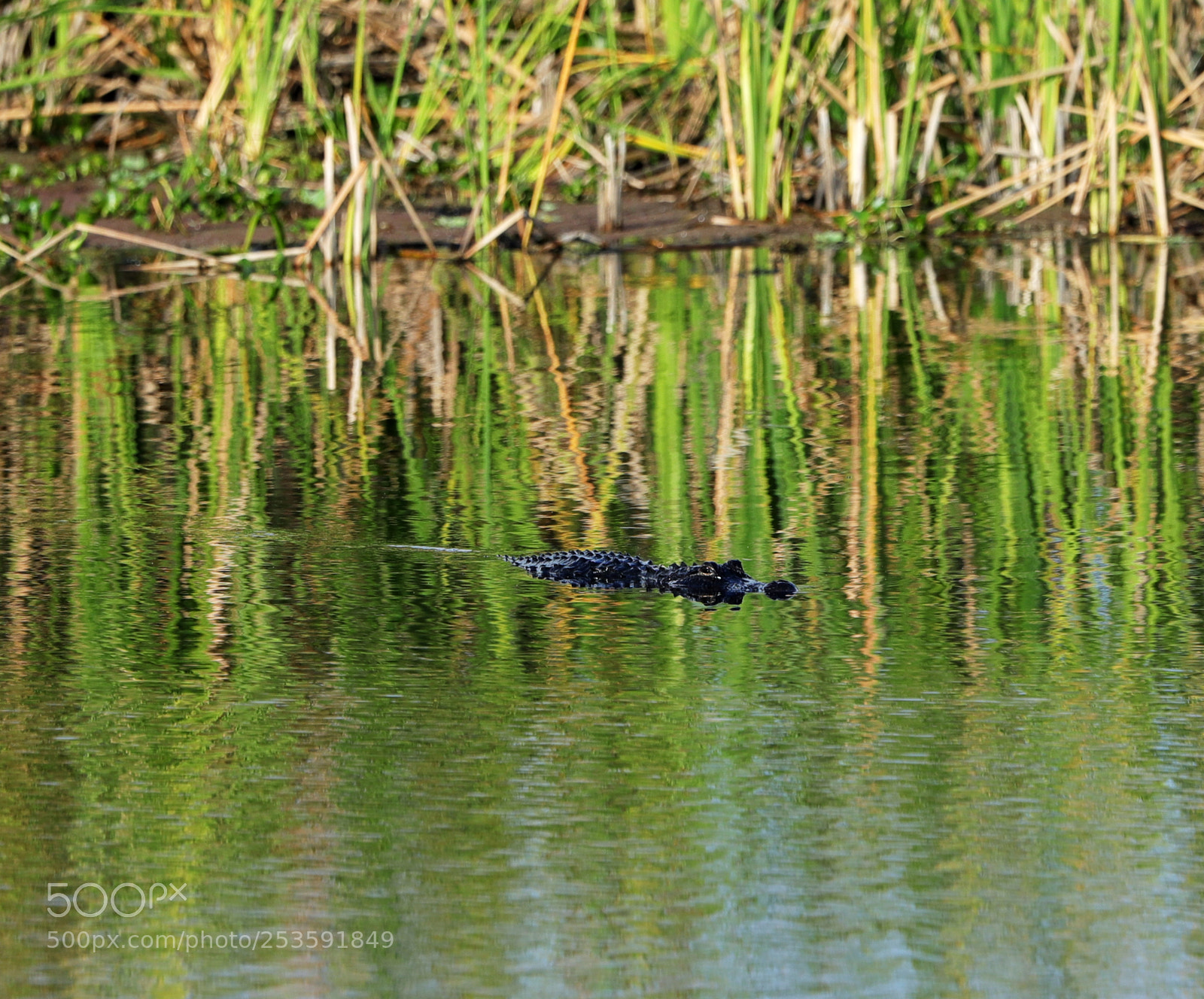 Canon EOS-1D X Mark II sample photo. 04-14-18-0012500.jpg photography