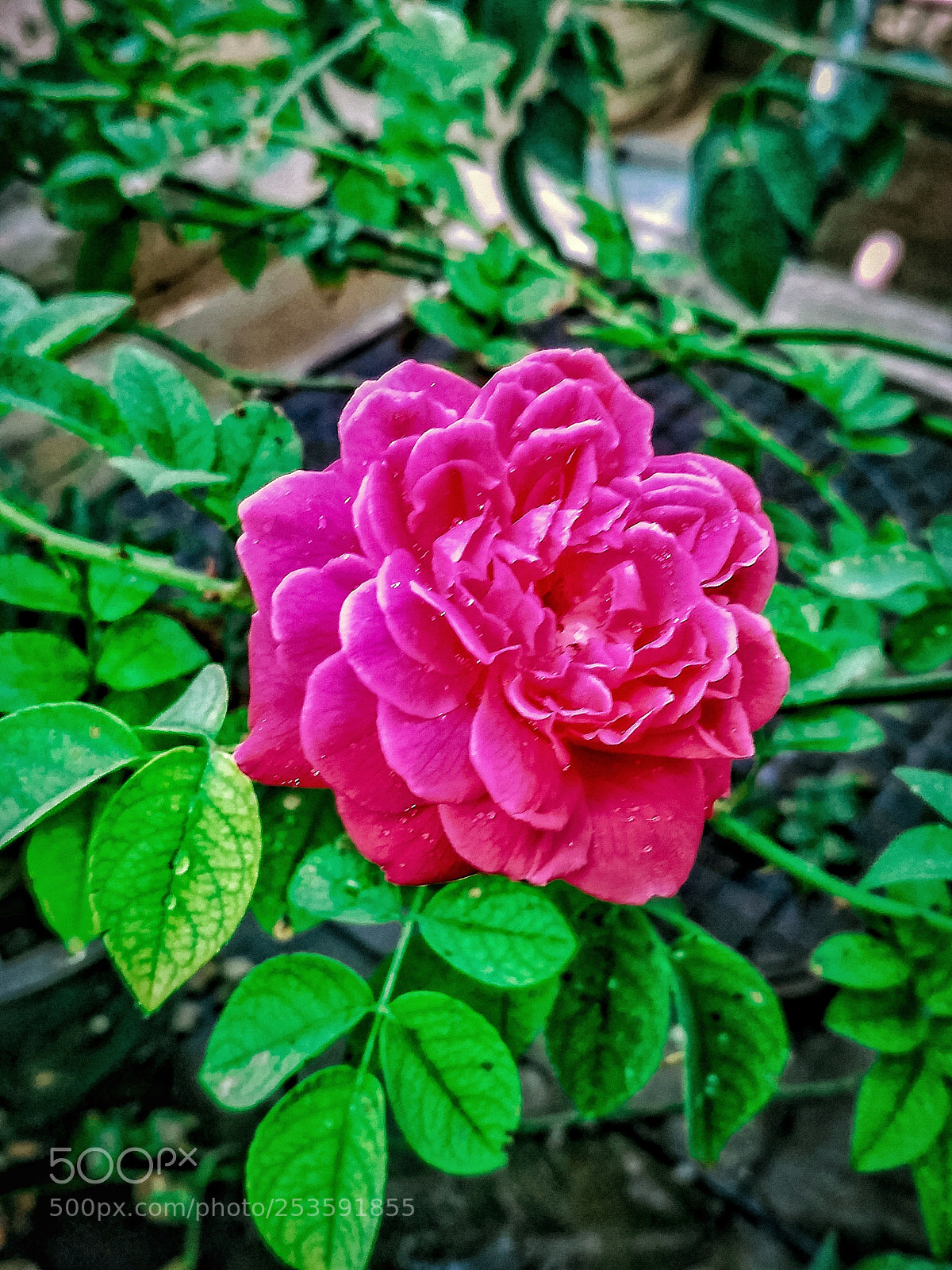Xiaomi Redmi 3S sample photo. Flowers photography
