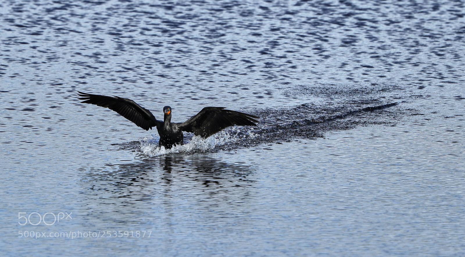 Canon EOS-1D X Mark II sample photo. 04-14-18-0012498.jpg photography
