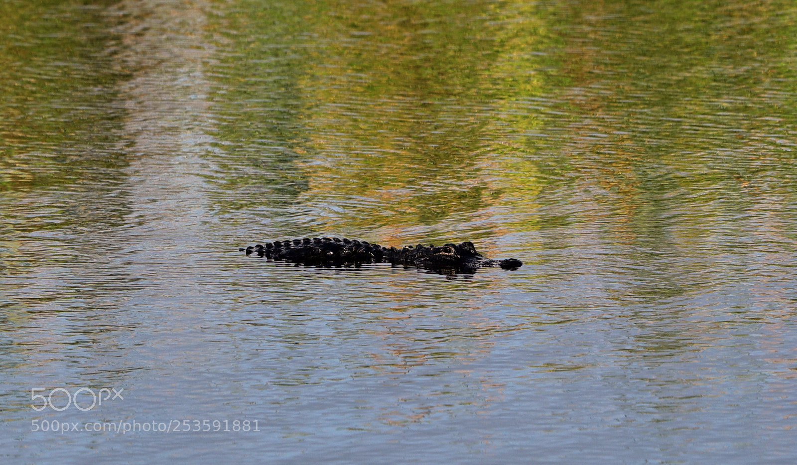 Canon EOS-1D X Mark II sample photo. 04-14-18-0012494.jpg photography