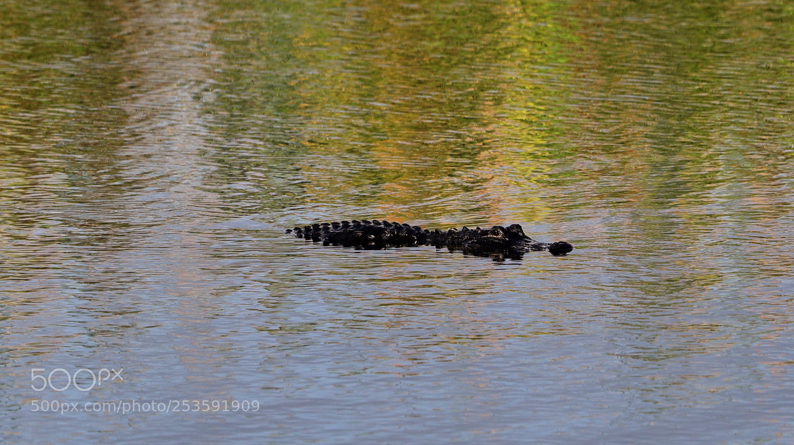 Canon EOS-1D X Mark II sample photo. 04-14-18-0012493.jpg photography