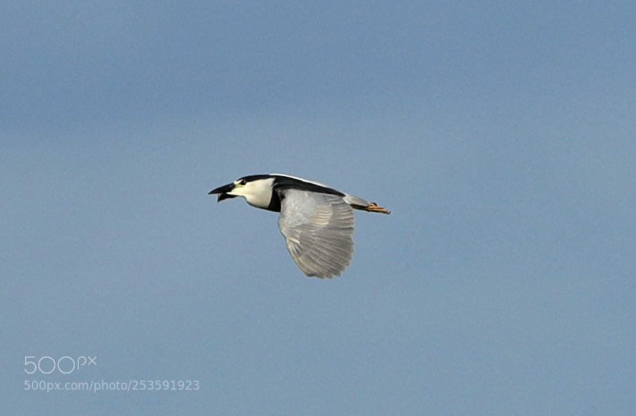 Canon EOS-1D X Mark II sample photo. 04-14-18-0012490.jpg photography