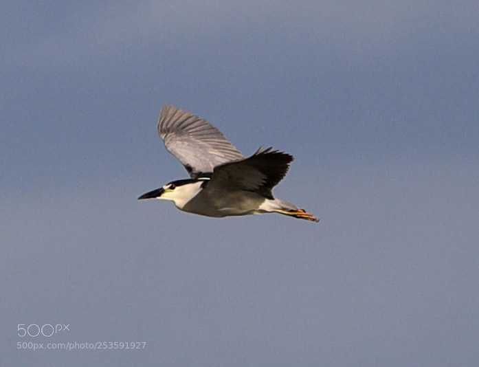 Canon EOS-1D X Mark II sample photo. 04-14-18-0012489.jpg photography