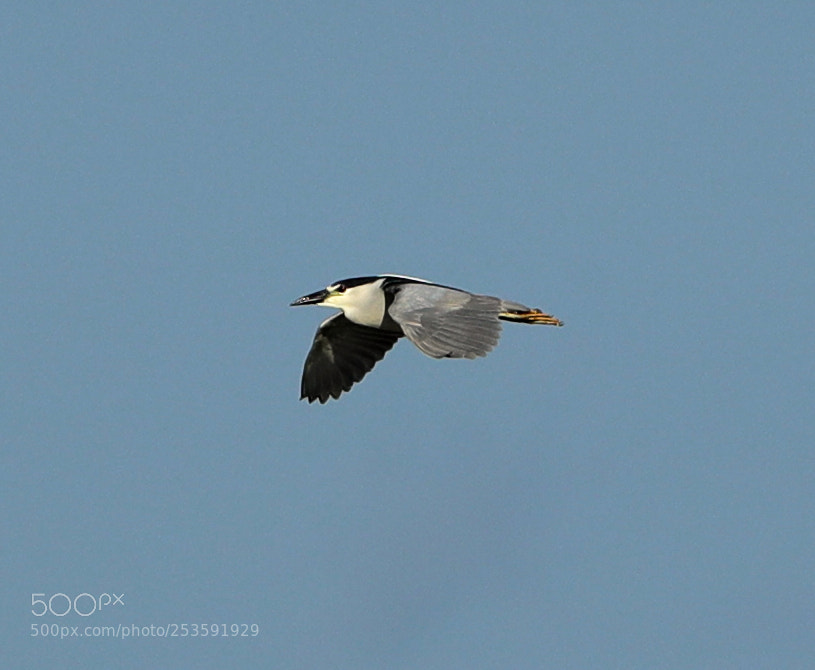 Canon EOS-1D X Mark II sample photo. 04-14-18-0012488.jpg photography