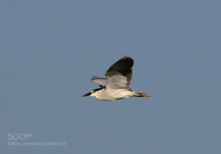 Canon EOS-1D X Mark II sample photo. 04-14-18-0012487.jpg photography