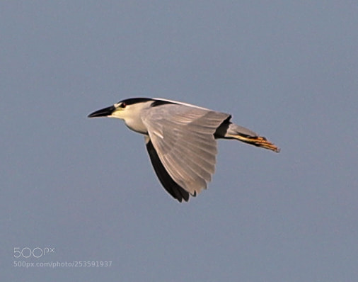Canon EOS-1D X Mark II sample photo. 04-14-18-0012485.jpg photography