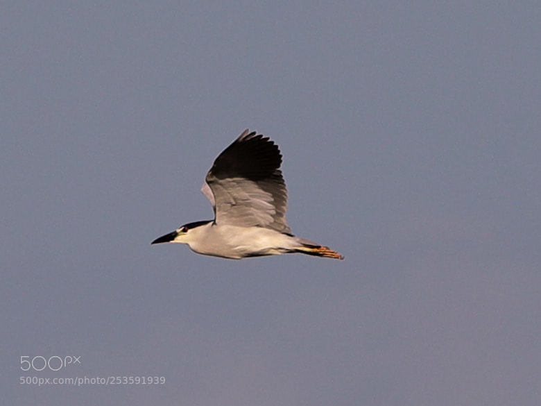 Canon EOS-1D X Mark II sample photo. 04-14-18-0012486.jpg photography