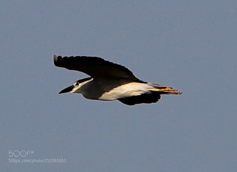 Canon EOS-1D X Mark II sample photo. 04-14-18-0012483.jpg photography