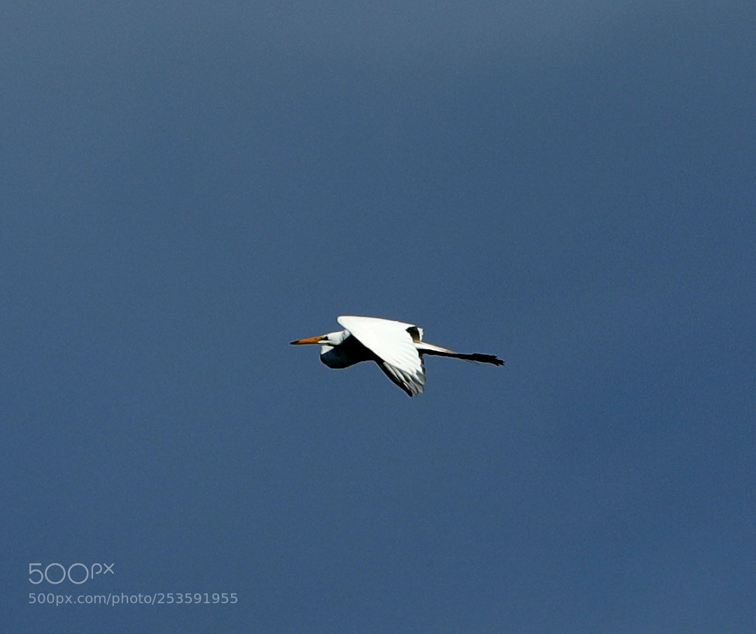 Canon EOS-1D X Mark II sample photo. 04-14-18-0012482.jpg photography