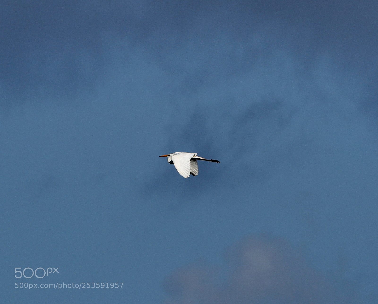 Canon EOS-1D X Mark II sample photo. 04-14-18-0012481.jpg photography