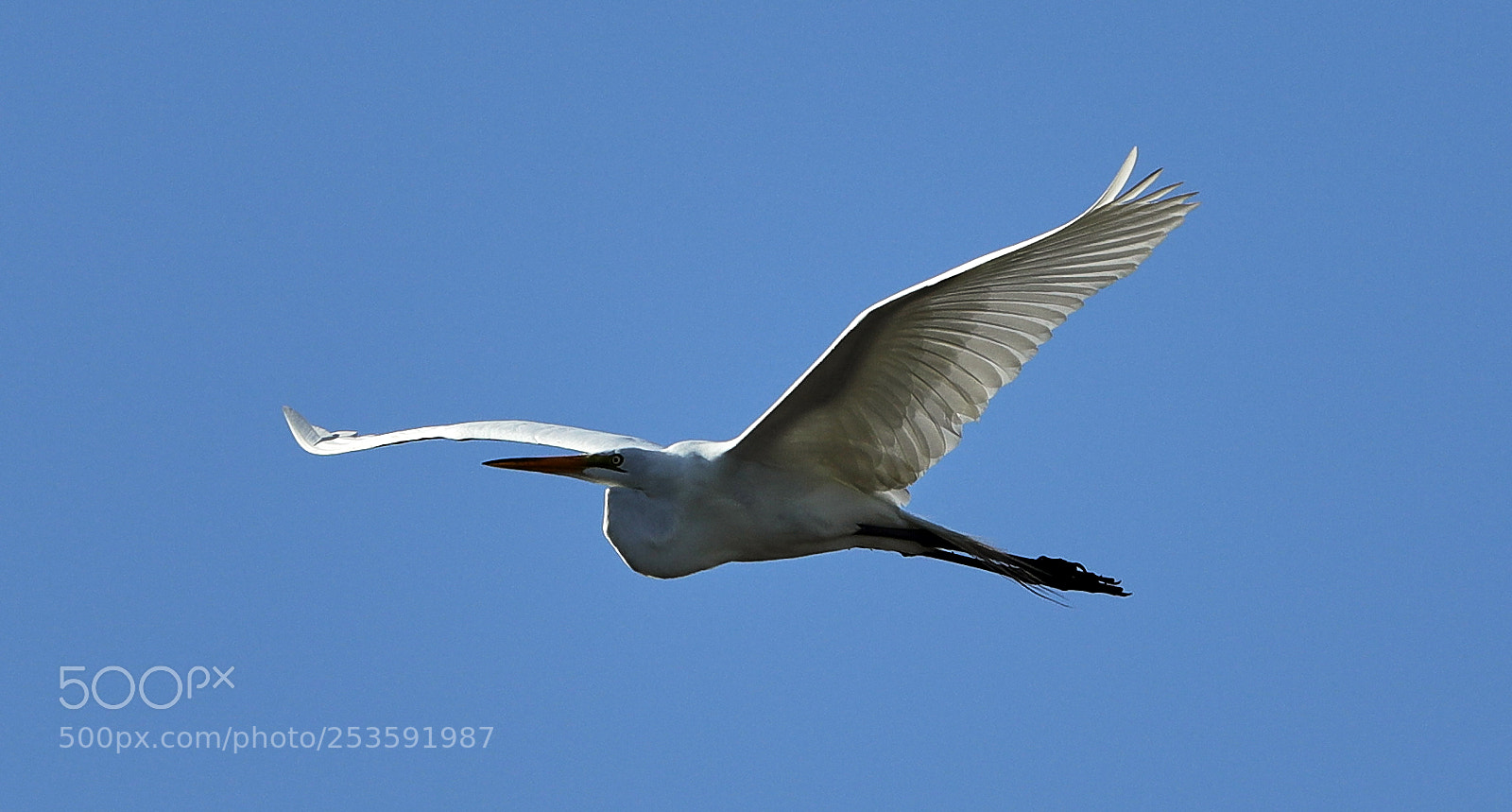 Canon EOS-1D X Mark II sample photo. 04-14-18-0012476.jpg photography