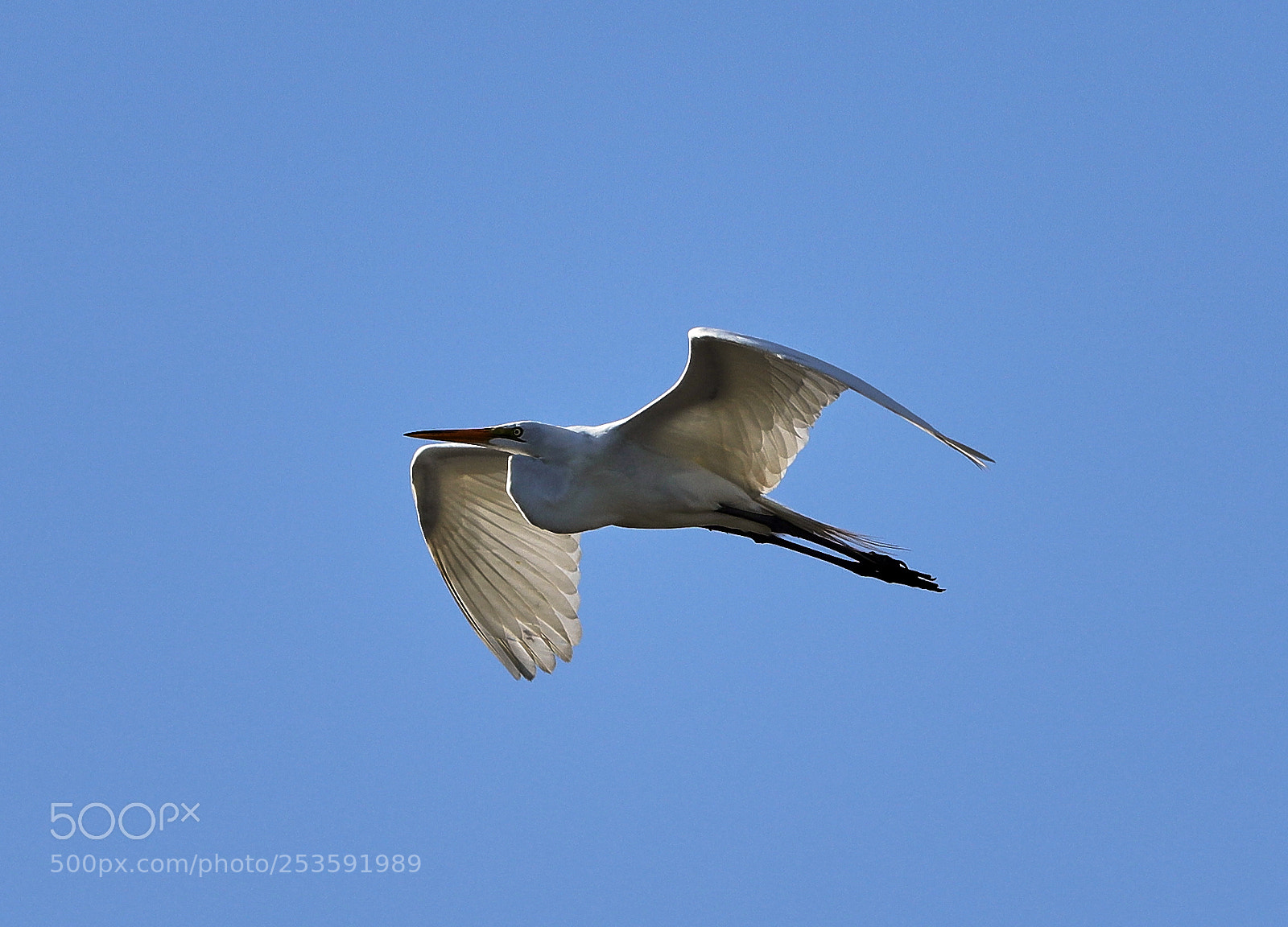 Canon EOS-1D X Mark II sample photo. 04-14-18-0012475.jpg photography