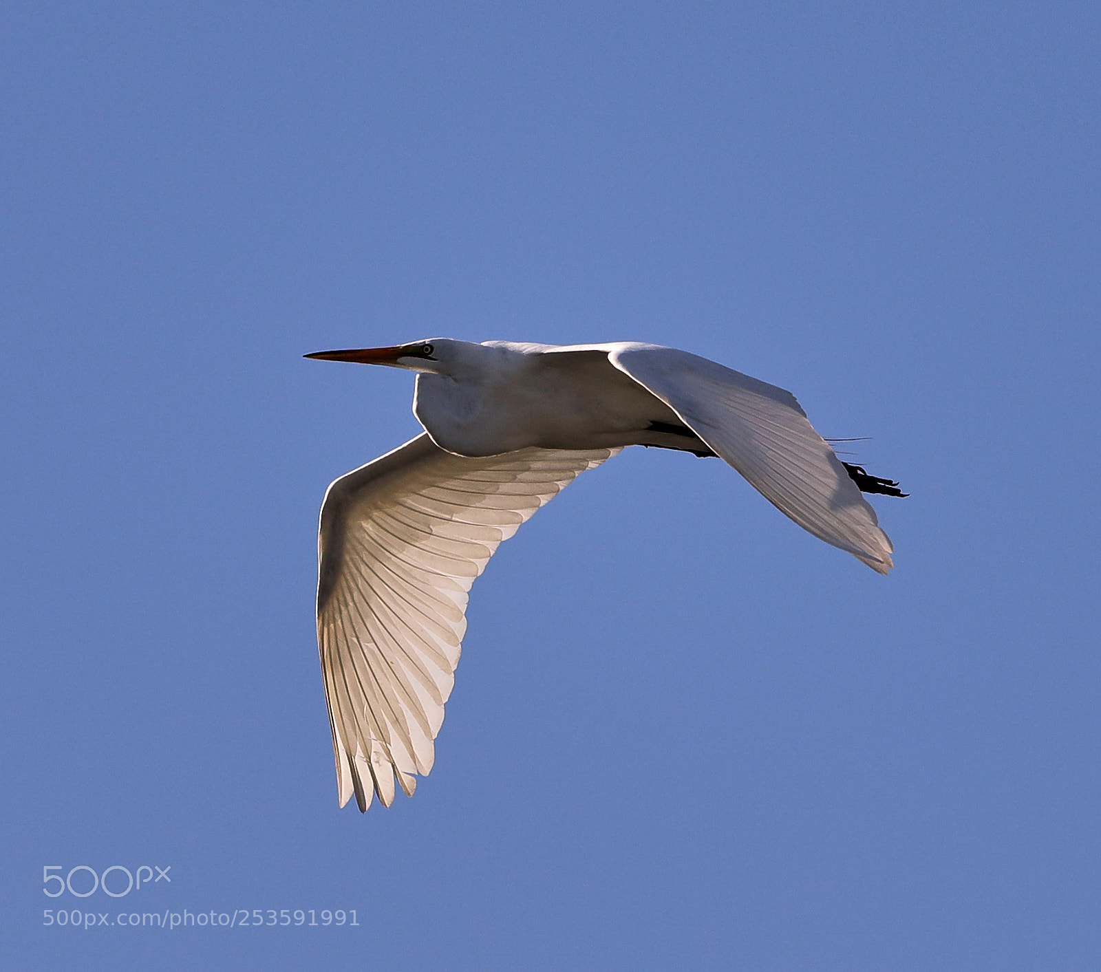 Canon EOS-1D X Mark II sample photo. 04-14-18-0012474.jpg photography