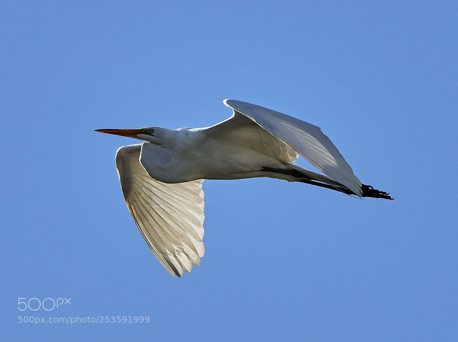 Canon EOS-1D X Mark II sample photo. 04-14-18-0012471.jpg photography