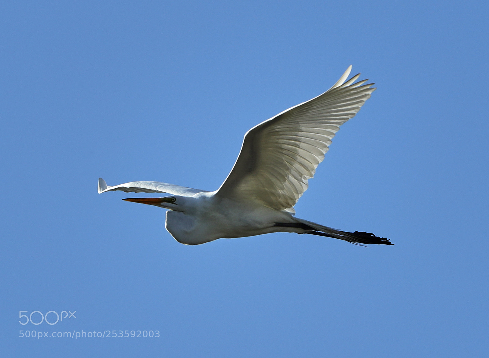 Canon EOS-1D X Mark II sample photo. 04-14-18-0012472.jpg photography