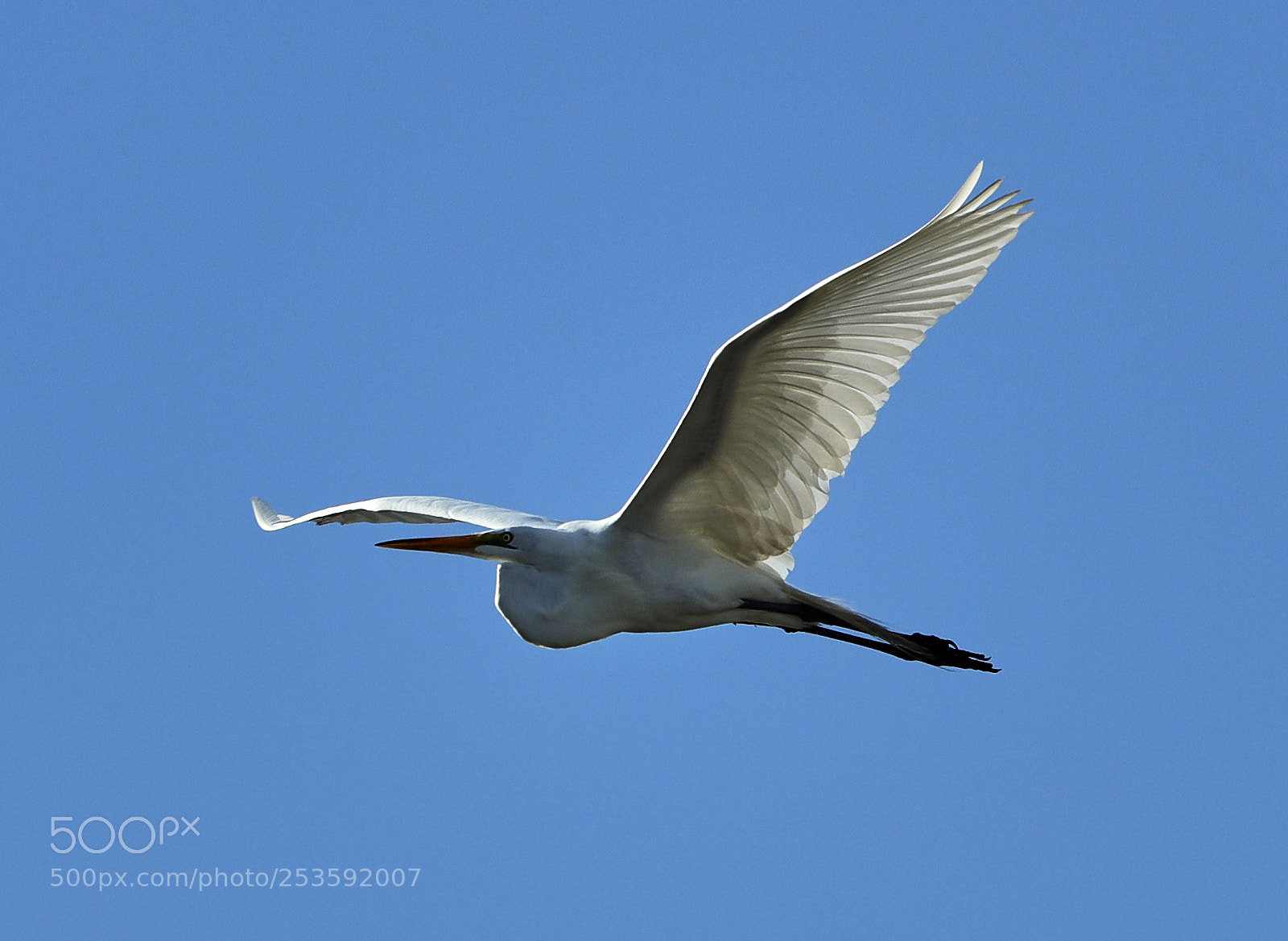 Canon EOS-1D X Mark II sample photo. 04-14-18-0012473.jpg photography