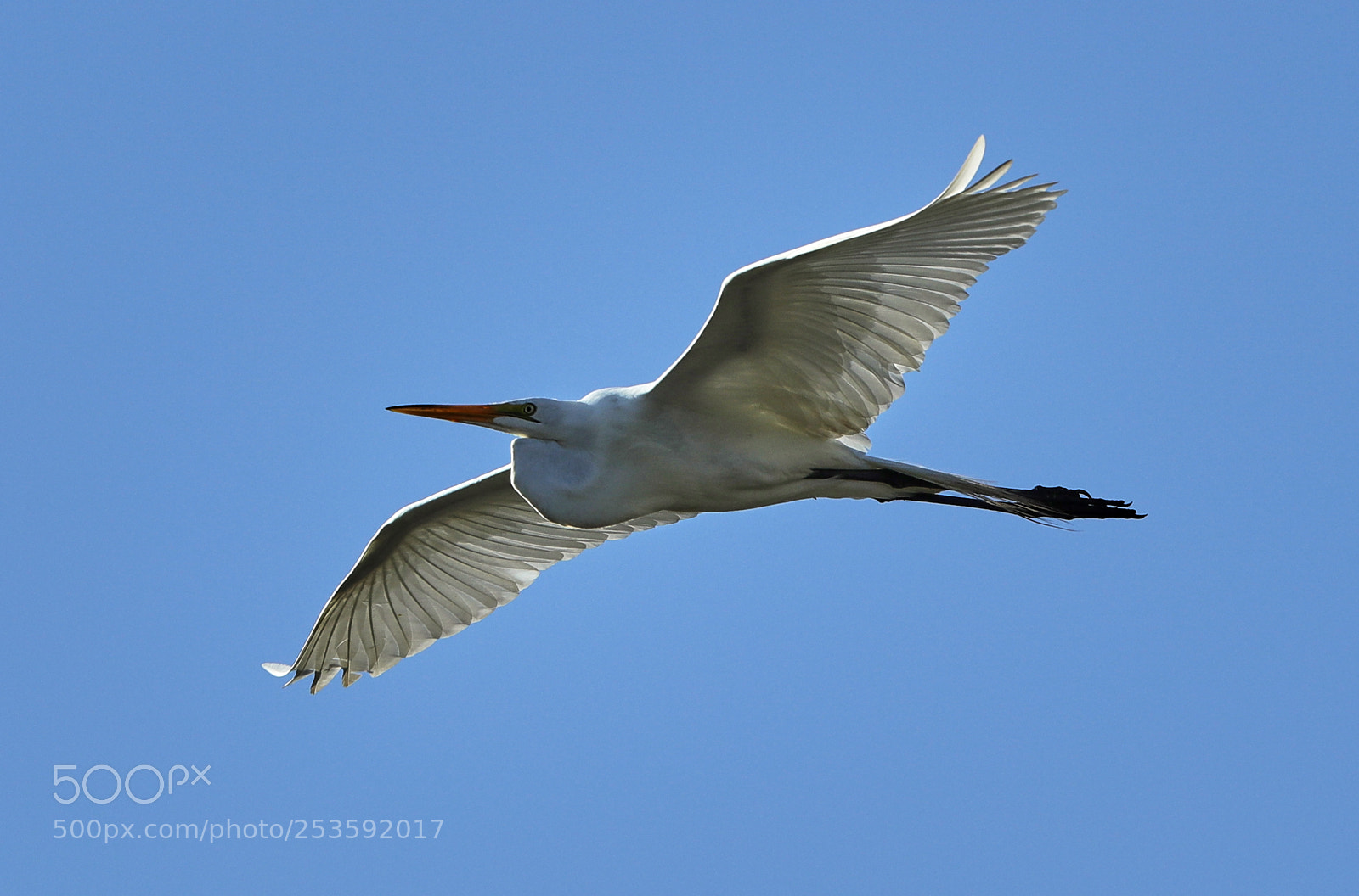 Canon EOS-1D X Mark II sample photo. 04-14-18-0012470.jpg photography
