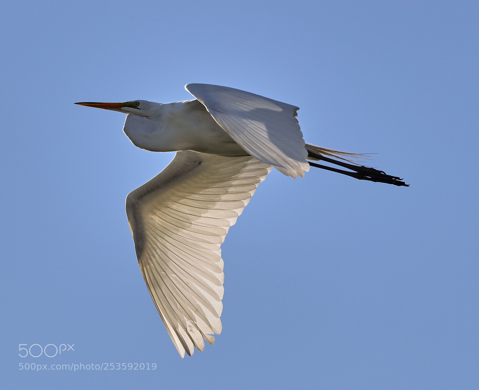 Canon EOS-1D X Mark II sample photo. 04-14-18-0012469.jpg photography