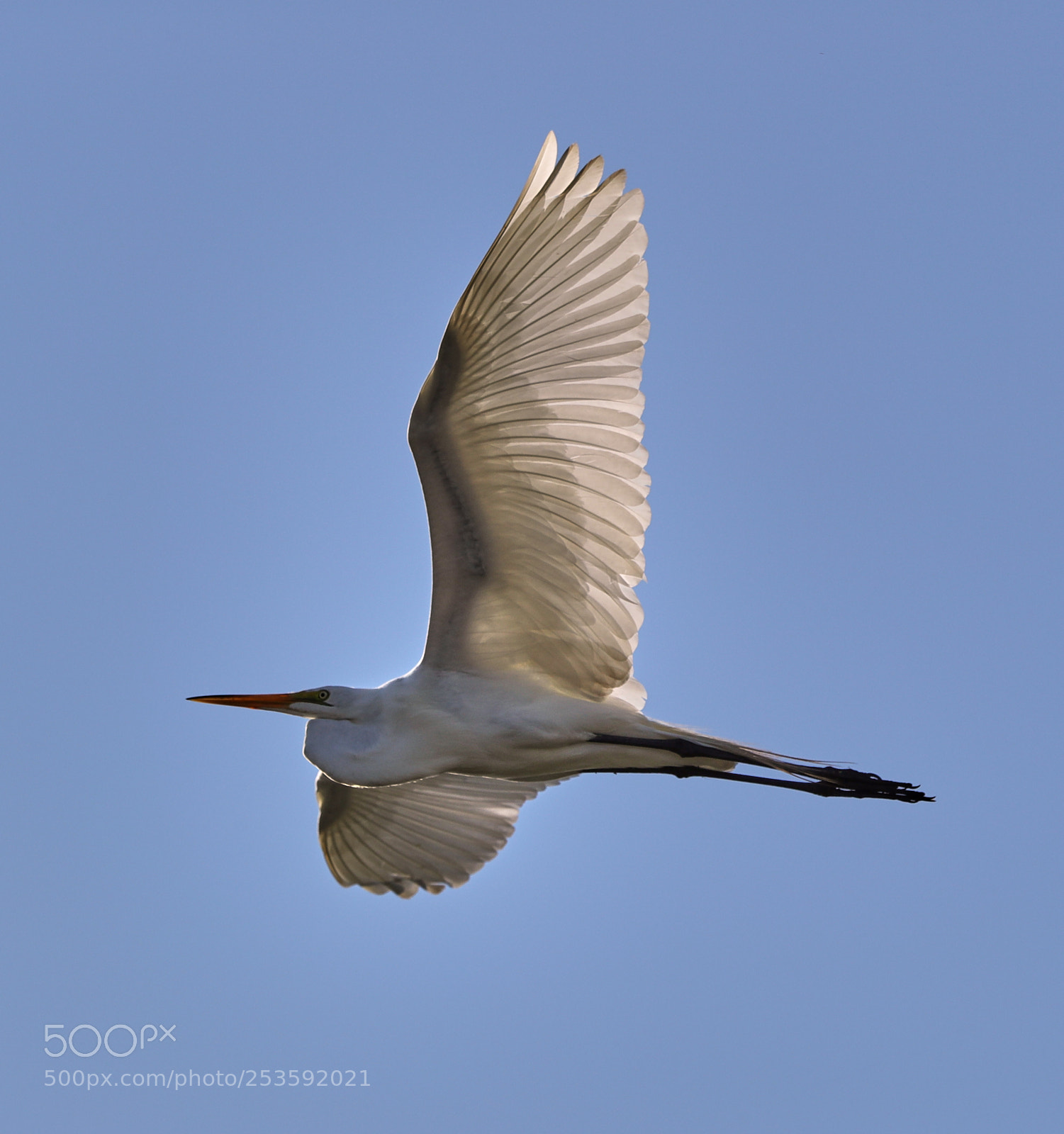 Canon EOS-1D X Mark II sample photo. 04-14-18-0012468.jpg photography