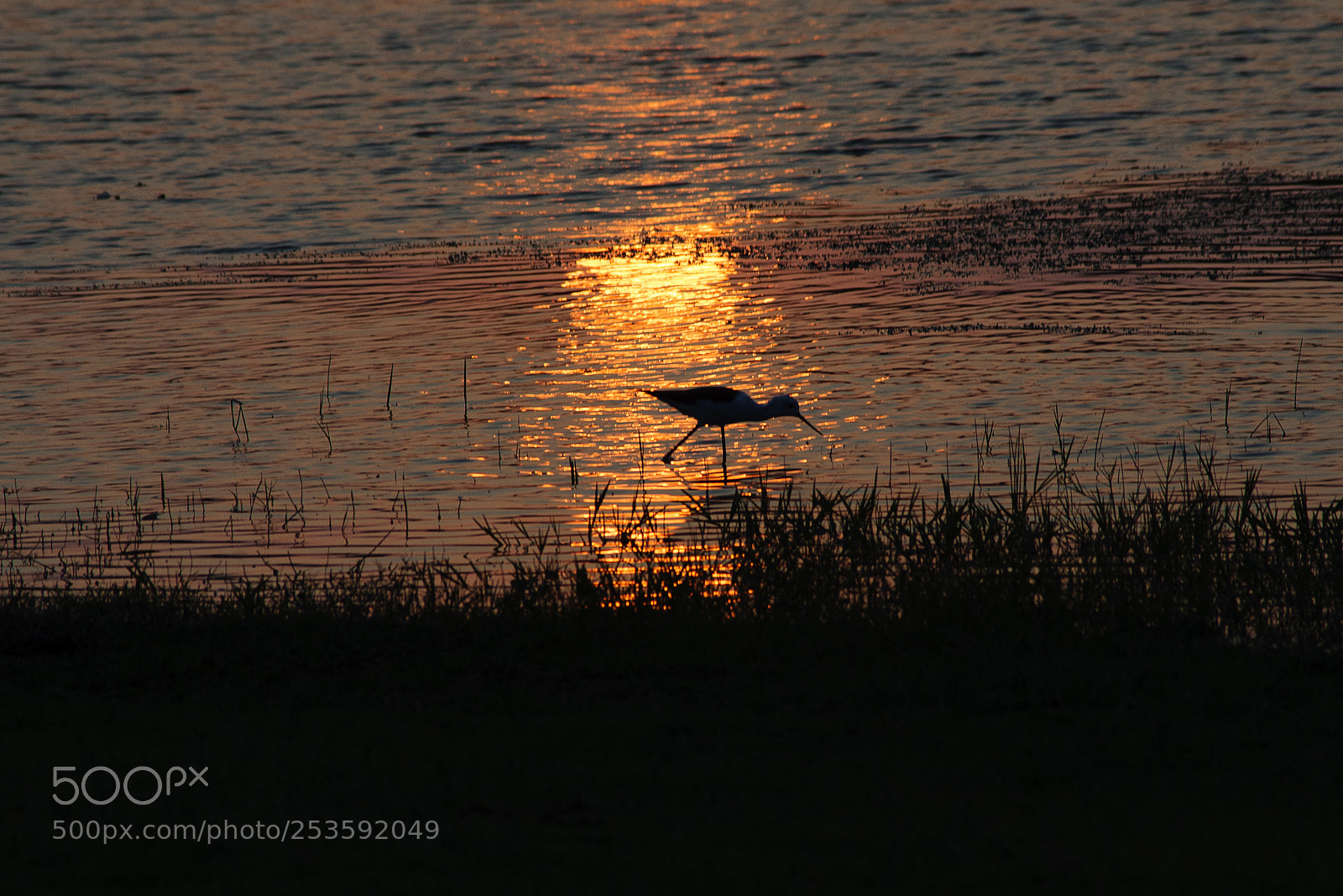 Nikon D610 sample photo. Evening and bird photography